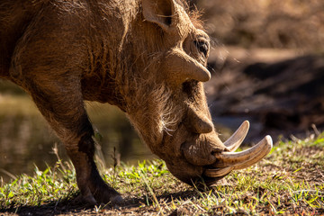 Close up portrait of a large Warthog boar grazing 