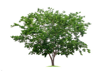 Big tropical tree isolated on a white background. File contains with clipping path so easy to work.