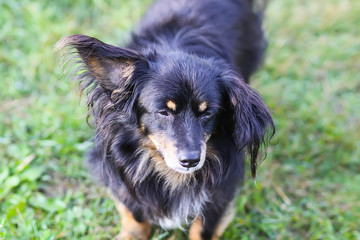 Black dog on green grass in country yard