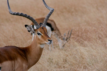 Fototapeta premium Impala