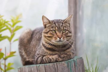 Striped cat sitting on tree stump outdoors in country yard.