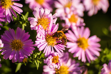 Obraz na płótnie Canvas Bee on a flower at sunny autumn day