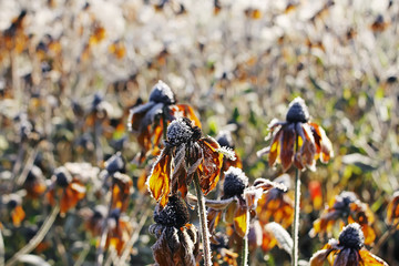 First frost in autumn park. Early morning in november. Wet branches in rime.