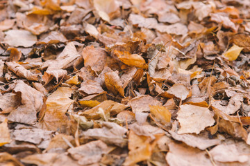 autumn foliage with trees on the ground