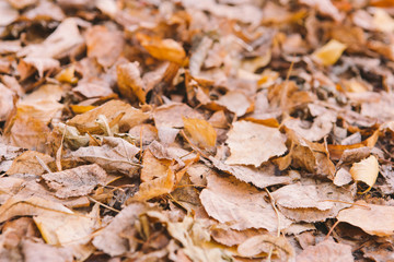 autumn foliage with trees on the ground