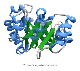 Triosephosphate isomerase protein model