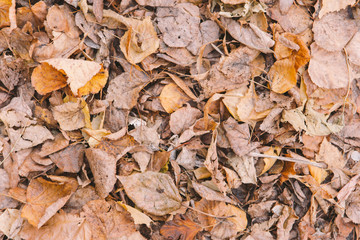 autumn foliage with trees on the ground