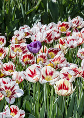 Stand Out!