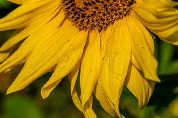 Morgentau Spinnennetze Blumen
