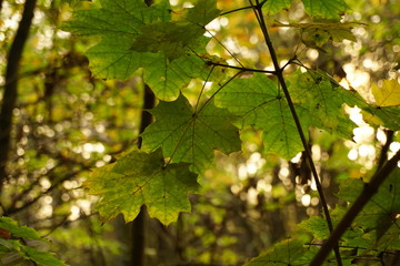 leaves
