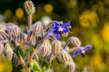 Morgentau Spinnennetze Blumen