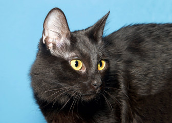 Portrait of a black kitten looking to viewers right with body in frame, blue background