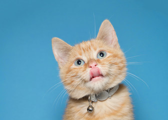 Portrait of an adorable fluffy orange ginger tabby kitten wearing a shiny collar with bell. Looking up with tongue sticking out. Blue background with copy space. © sheilaf2002