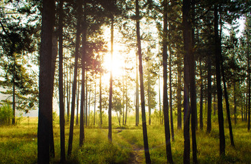 Beautiful Golden Sun Filtered Pine Tree Forest with Blades of Green Grass