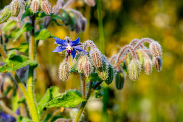 Morgentau Spinnennetze Blumen
