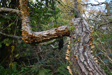 Fungi growing on a tree on Bodmin Moor