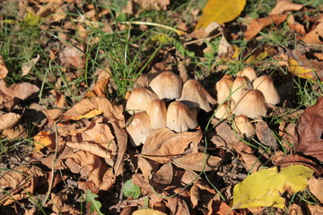 Mushrooms grow in a clearing in the autumn forest.