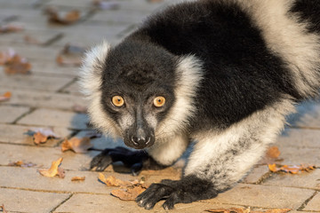 Close up portrait of black-and-white ruffed lemur
