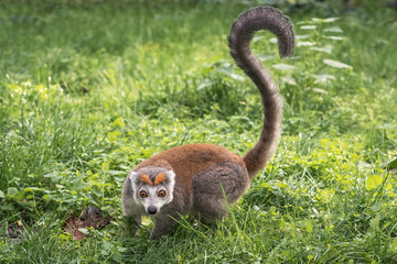 Adult female crowned lemur (Eulemur coronatus) walks on green grass