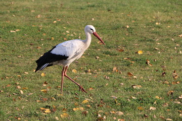 A stork walks across the field in the fall and seeks prey.