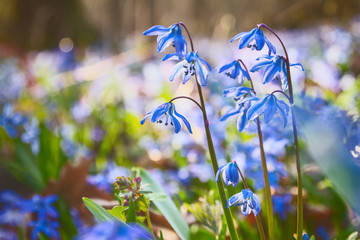 Blue snowdrop blossom flowers in early spring in the forest. Scilla siberica Squill - obrazy, fototapety, plakaty