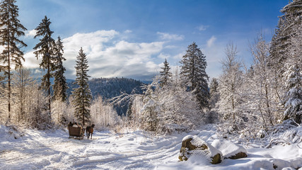 Winter landscape, panorama, banner - view of the snowy road with sleighs, harnessed by horses, in the winter mountain forest