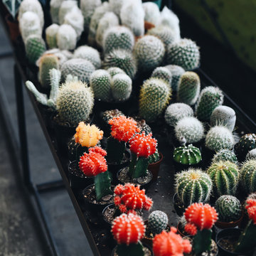 Close up of hedgehog cacti on table