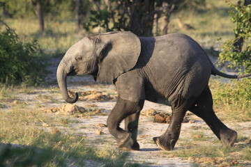 Fototapeta premium Eléphanteau en promenade