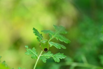 Green stink bug   (  Palomena prasina  )  on green leaf in nature
