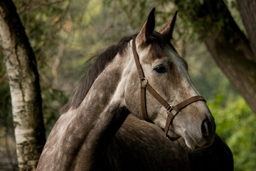 Young grey dappled horse standing in the forest and looking away. Animal portrait close.