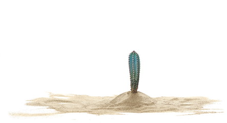Cactus in pile desert sand dune isolated on white background, clipping path