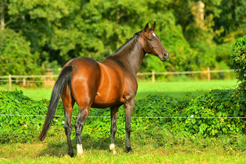 Bay horse in the pasture with electric fence in summer standing free and looking back.