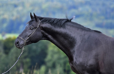 Black hannoverian horse in show halter standing in the field. Animal portrait close up.