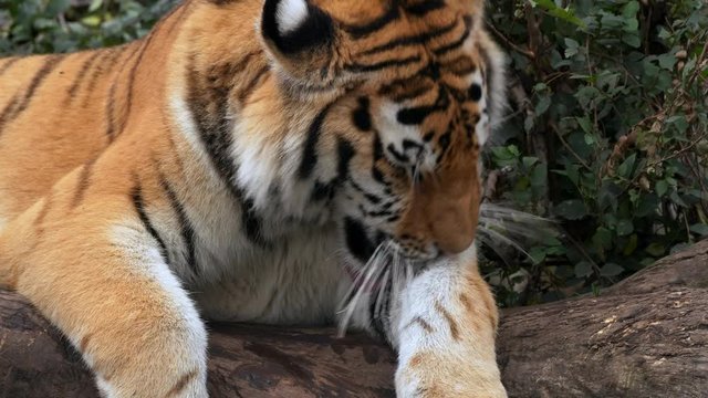 Siberian tiger (Panthera tigris altaica) roaring and licking itself