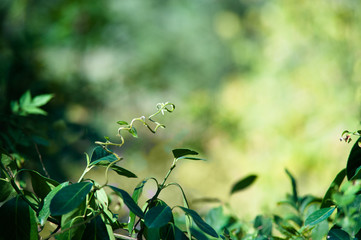 New beginnings Spring leaves backdrop