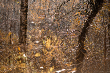 autumn in the forest