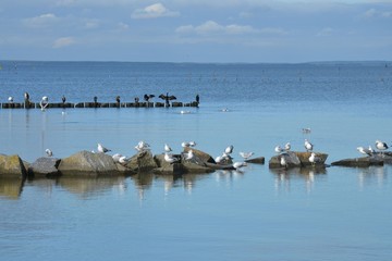 Wasservögel- Möwen am Strand von Ueckermünde vor Usedom