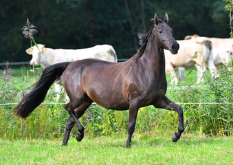 Dark bay horse runs in the pasture in trot in summer near white cows.