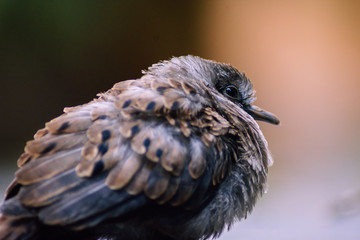 Rufous-bellied thrush baby
