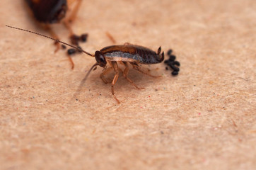A cockroach stuck to sticky paper. Home of the harmful insect.