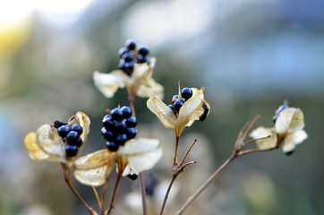 Samen an einer Leopardenblume