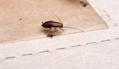 A cockroach stuck to sticky paper. Home of the harmful insect.
