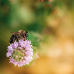 Bee licking nectar, the drink of the gods, from a mint flower in late summer, while the sun is rising.