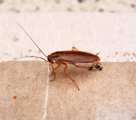A cockroach stuck to sticky paper. Home of the harmful insect.