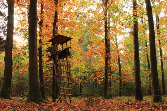 Ein Hochsitz im herbstlichen Wald