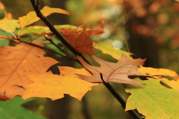 Die Farbe des Herbstes