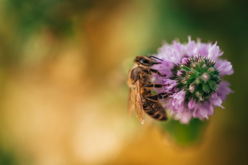 Bee licking nectar, the drink of the gods, from a mint flower in late summer, while the sun is rising.