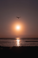 seagul sunset peru