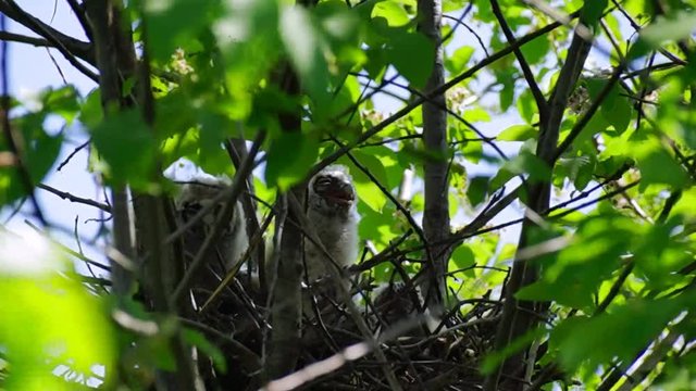 Chicks of long-eared owl in a nest on a treetop, strong wind. Ninth day of long-eared owlets lifes.