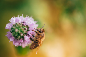 Bee licking nectar, the drink of the gods, from a mint flower in late summer, while the sun is rising.